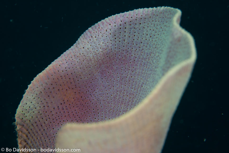 BD-111124-Raja-Ampat-5236-Turbinaria-mesenterina-(Lamarck.-1816)-[Disc-coral].jpg